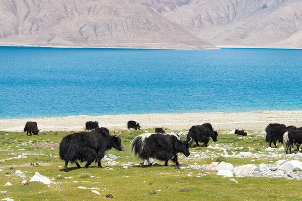 Ladakh India Yak Lago Pangong Ladakh Jammu Cachemira India Lago —  Fotos de Stock