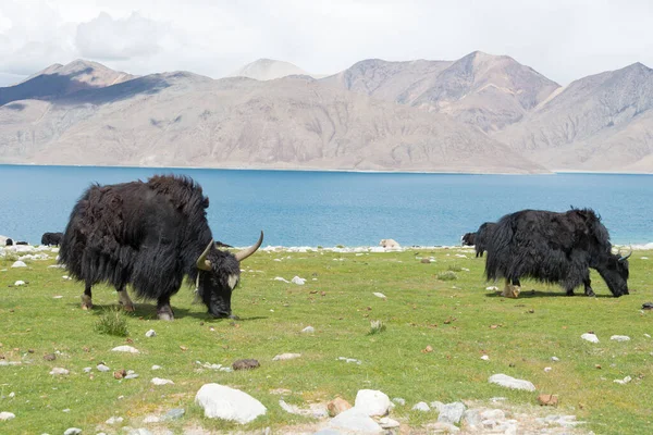 Ladakh India Yak Lago Pangong Ladakh Jammu Cachemira India Lago —  Fotos de Stock