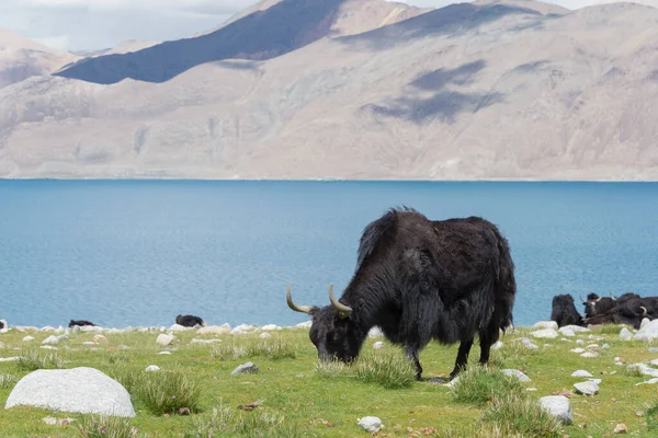 Ladakh Inde Yak Lac Pangong Ladakh Jammu Cachemire Inde Lac — Photo