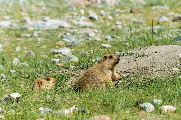 Ladakh Inde Marmotte Himalaya Lac Pangong Ladakh Jammu Cachemire Inde — Photo