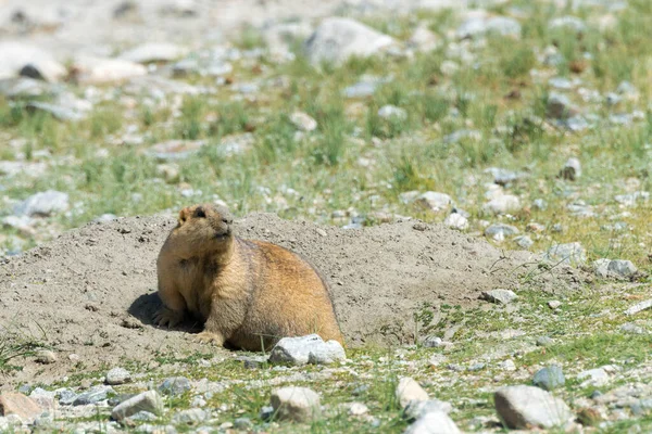 Ladakh India Marmota Del Himalaya Lago Pangong Ladakh Jammu Cachemira —  Fotos de Stock