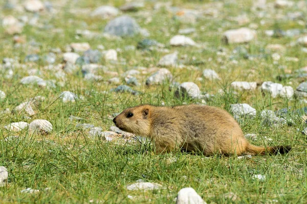 Ladakh India Marmota Del Himalaya Lago Pangong Ladakh Jammu Cachemira —  Fotos de Stock