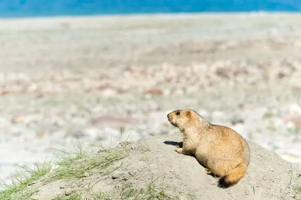 Ladakh Inde Marmotte Himalaya Lac Pangong Ladakh Jammu Cachemire Inde — Photo