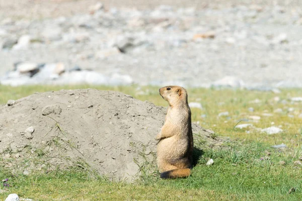 Ladakh India Marmota Del Himalaya Lago Pangong Ladakh Jammu Cachemira —  Fotos de Stock