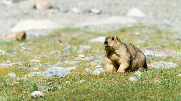 Ladakh India Marmota Del Himalaya Lago Pangong Ladakh Jammu Cachemira —  Fotos de Stock