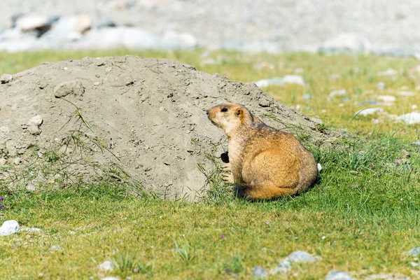 Ladakh India Marmota Del Himalaya Lago Pangong Ladakh Jammu Cachemira — Foto de Stock