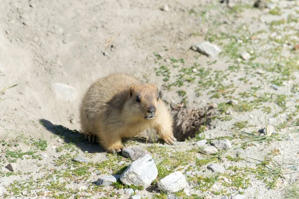 Ladakh India Marmota Del Himalaya Lago Pangong Ladakh Jammu Cachemira — Foto de Stock