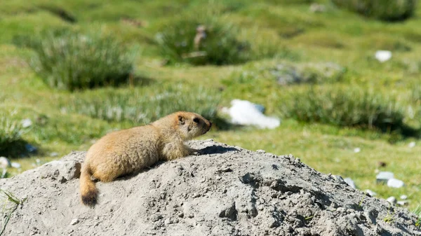 Ladakh Hindistan Ladakh Jammu Kashmir Deki Pangong Gölü Nde Himalaya — Stok fotoğraf