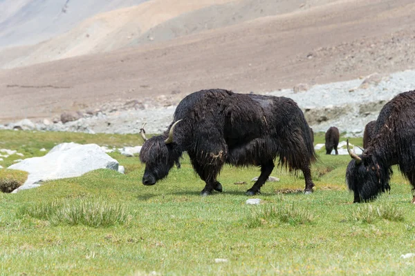 Ladakh Indien Yak Zwischen Pangong Tso Und Chang Pass Ladakh — Stockfoto