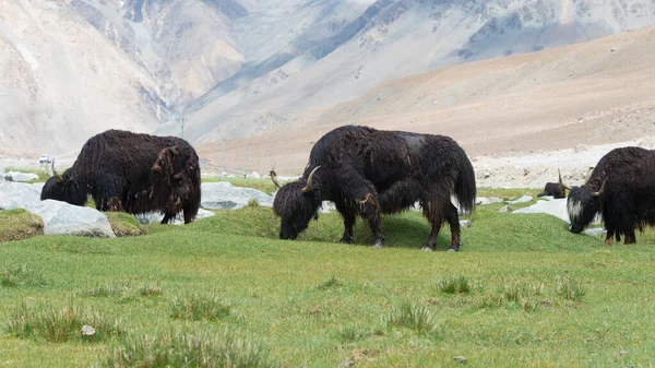 Ladakh Indien Yak Zwischen Pangong Tso Und Chang Pass Ladakh — Stockfoto