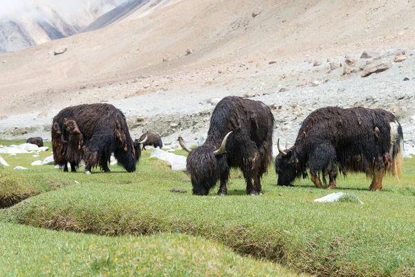 Ladakh India Yak Pangong Tso Chang Pass Ladakh Jammu Kashmir — стокове фото