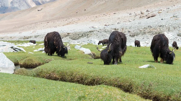 Ladakh Indien Yak Zwischen Pangong Tso Und Chang Pass Ladakh — Stockfoto