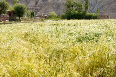 Ladakh, Hindistan - Sham Valley, Ladakh, Jammu ve Kashmir 'deki Yangtang Köyü' ndeki buğday tarlası, Hindistan.