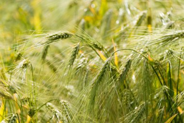 Ladakh, Hindistan - Sham Valley, Ladakh, Jammu ve Kashmir 'deki Yangtang Köyü' ndeki buğday tarlası, Hindistan.