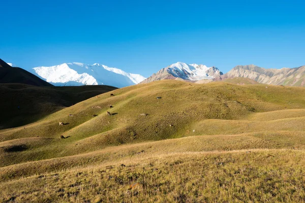 Osh Kyrgyzstan Morning Landscape Alay Valley Osh Kyrgyzstan Pamir Mountains — Stock Photo, Image