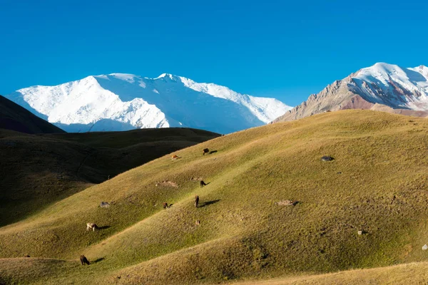 Osh, Kırgızistan - Kırgızistan 'daki Alay Vadisi' nde Lenin Tepesi Sabah Manzarası (7134 metre). Kırgızistan 'daki Pamir Dağları.