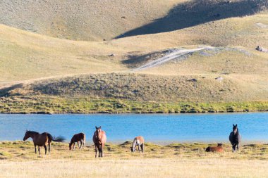 Osh, Kırgızistan - Alay Vadisi, Osh, Kırgızistan 'daki Tulpar Kol Gölü' nün Sabah Manzarası. Kırgızistan 'daki Pamir Dağları.
