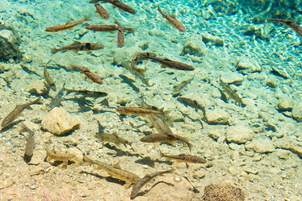 Pamir Mountains Tajiquistão Peixe Lago Balyk Gorno Badakhshan Tajiquistão Ele — Fotografia de Stock