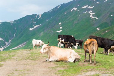 Mestia, Georgia - Mestia 'dan Koruldi göllerine doğru yürüyüş yolu. Mestia, Samegrelo-Zemo Svaneti, Georgia 'da ünlü bir manzara..