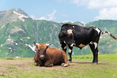 Mestia, Georgia - Mestia 'dan Koruldi göllerine doğru yürüyüş yolu. Mestia, Samegrelo-Zemo Svaneti, Georgia 'da ünlü bir manzara..