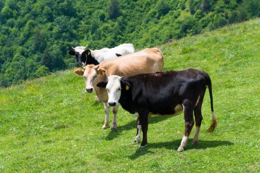 Mestia, Georgia, Mestia 'da sığır otlatıyor. Mestia, Samegrelo-Zemo Svaneti, Georgia 'da ünlü bir manzara..