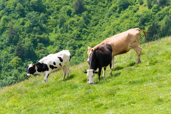 Mestia Geórgia Bovinos Pastando Mestia Uma Paisagem Famosa Mestia Samegrelo — Fotografia de Stock