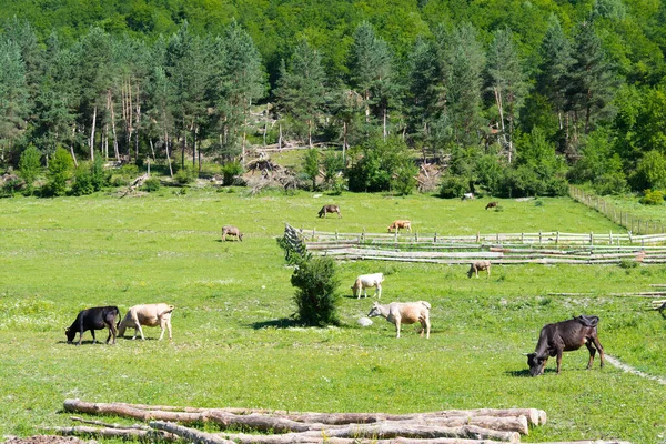 Mestia Geórgia Vacas Gado Pastando Mestia Uma Paisagem Famosa Mestia — Fotografia de Stock