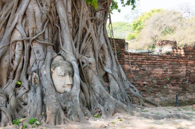 Ayutthaya, Tayland - WAT MAHAThat 'de Buda' nın başı, Ayutthaya, Tayland. Dünya Mirası Bölgesi - Ayutthaya Tarihi Kenti.