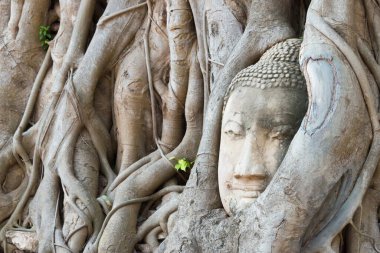 Ayutthaya, Tayland - WAT MAHAThat 'de Buda' nın başı, Ayutthaya, Tayland. Dünya Mirası Bölgesi - Ayutthaya Tarihi Kenti.