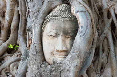Ayutthaya, Tayland - WAT MAHAThat 'de Buda' nın başı, Ayutthaya, Tayland. Dünya Mirası Bölgesi - Ayutthaya Tarihi Kenti.