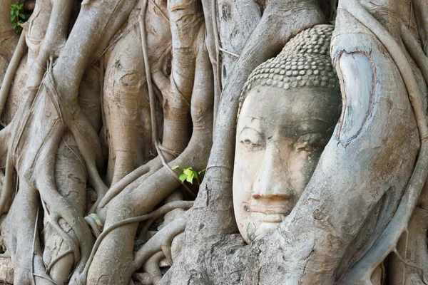 Аюттхая Таїланд Голова Будди Єтнамі Mahathat Аюттхаї Таїланд Частиною Єкта — стокове фото