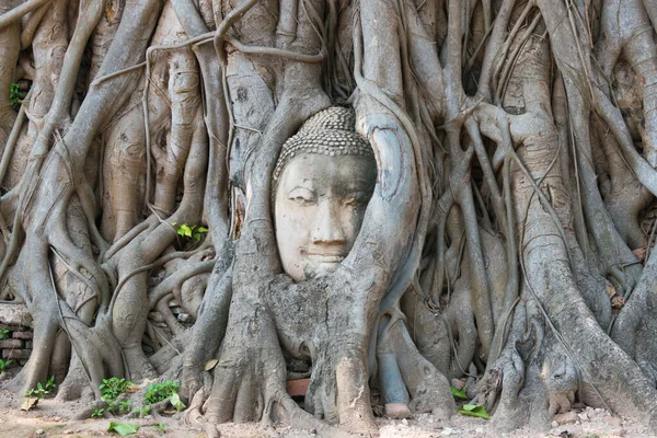 Ayutthaya Thailand Buddhas Överhuvud Wat Mahathat Ayutthaya Thailand Det Del — Stockfoto