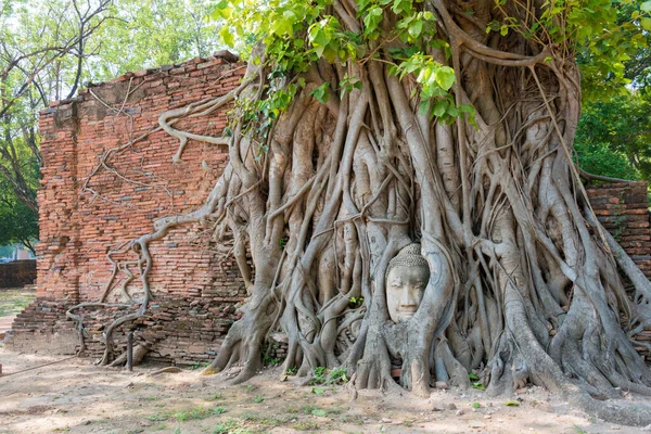 Ayutthaya, Tayland - WAT MAHAThat 'de Buda' nın başı, Ayutthaya, Tayland. Dünya Mirası Bölgesi - Ayutthaya Tarihi Kenti.