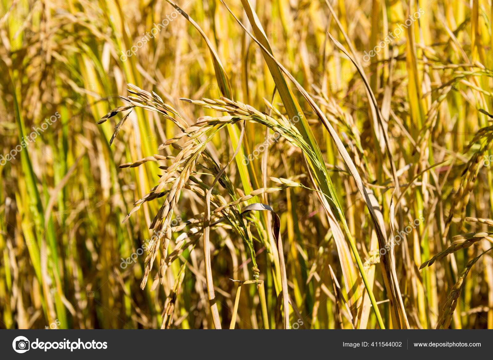Pai Thailand Rice Plant Pai Bamboo Bridge Boon Pai Mae Stock Photo by ...