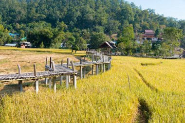 Pai, Tayland - Pai Bamboo Köprüsü (Boon Ko Ku So), Mae Hong Son Eyaleti, Tayland.