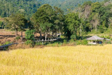 Pai, Tayland - Pai Bambu Köprüsü 'nden (Boon Ko Ku So) güzel manzara, Mae Hong Son Eyaleti, Tayland.