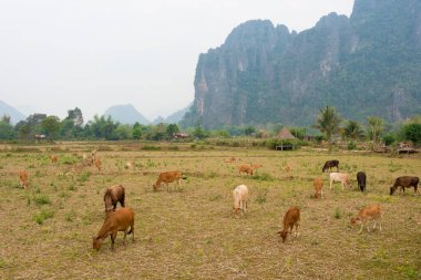 Vang Vieng, Laos - Vang Vieng 'in doğa görüntüsü. Vang Vieng, Vientiane Vilayeti, Laos 'ta ünlü bir manzara..