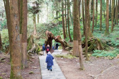 Chiayi İlçesi, Tayvan - Tayvan 'ın Chiayi ilçesinde Alishan Ulusal Sahne Bölgesi' nde orman yolu.