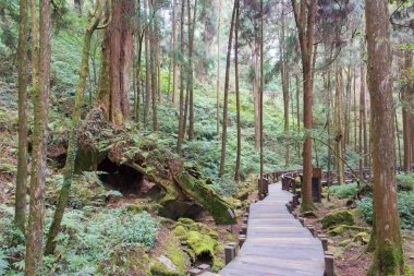 Chiayi İlçesi, Tayvan - Tayvan 'ın Chiayi ilçesinde Alishan Ulusal Sahne Bölgesi' nde orman yolu.