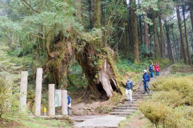 Chiayi İlçesi, Tayvan - Tayvan 'ın Chiayi ilçesinde Alishan Ulusal Sahne Bölgesi' nde orman yolu.