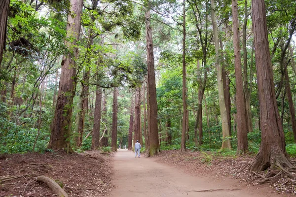 茨城県鹿島市の鹿島神社 鹿島神宮 への参道 鹿島神社 かしまじんじゃ 東日本最古の神社の一つ — ストック写真