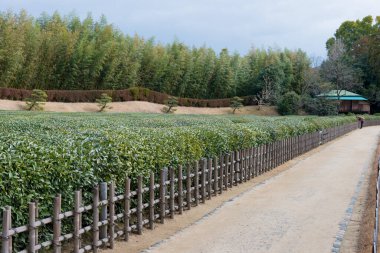 Okayama, Japonya - Okayama, Japonya 'daki Korakuen Garden' da çay bahçesi. Korakuen 1700 yılında Okayama Lordu Ikeda Tsunamasa tarafından inşa edildi. Japonya 'nın üç büyük bahçesinden biridir..