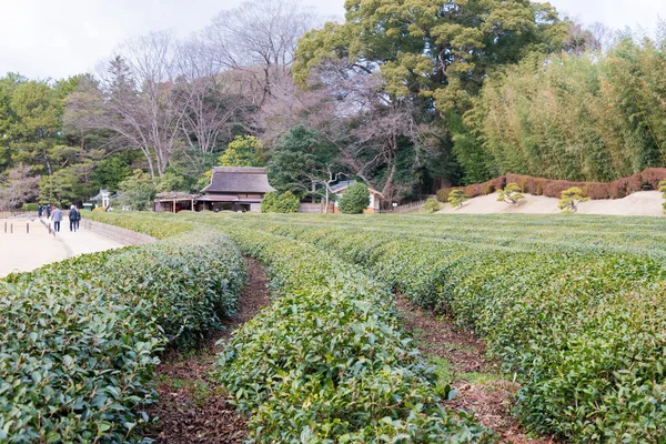 日本冈山 日本冈山高冈花园的茶园 Korakuen建于1700年 由冈山的主人Ikeda Ttsunami Asa建造 它是日本三大花园之一 免版税图库照片