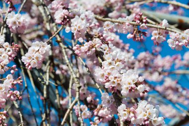 Gifu, Japonya - Nakatsugawa, Gifu, Japonya 'daki Nakasendo antik yolundaki Ioji Tapınağı' nda kiraz çiçeği. Tapınağın 500 yıllık bir geçmişi var..