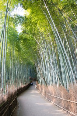 Kyoto, Japonya - Bambu Ormanı Yolu (Chikurin-no-Komichi). Arashiyama, Kyoto, Japonya 'da ünlü bir turizm merkezi..