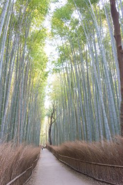 Kyoto, Japonya - Bambu Ormanı Yolu (Chikurin-no-Komichi). Arashiyama, Kyoto, Japonya 'da ünlü bir turizm merkezi..