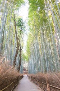 Kyoto, Japonya - Bambu Ormanı Yolu (Chikurin-no-Komichi). Arashiyama, Kyoto, Japonya 'da ünlü bir turizm merkezi..