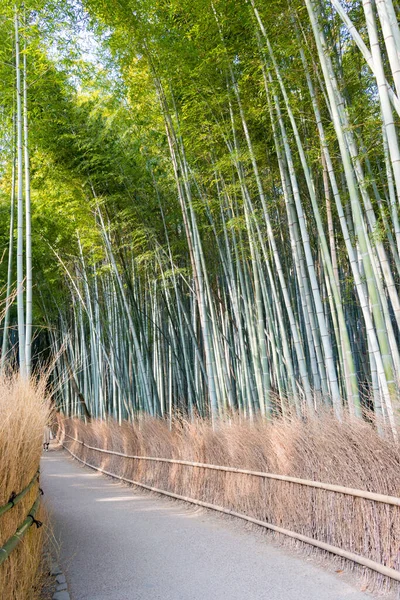 Киото Япония Бамбуковая Лесная Тропа Chihin Chi Знаменитое Место Арашияме — стоковое фото
