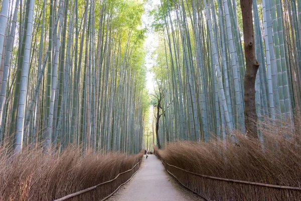 Kjóto Japonsko Bambusová Lesní Stezka Čikurin Komiči Známé Turistické Místo — Stock fotografie