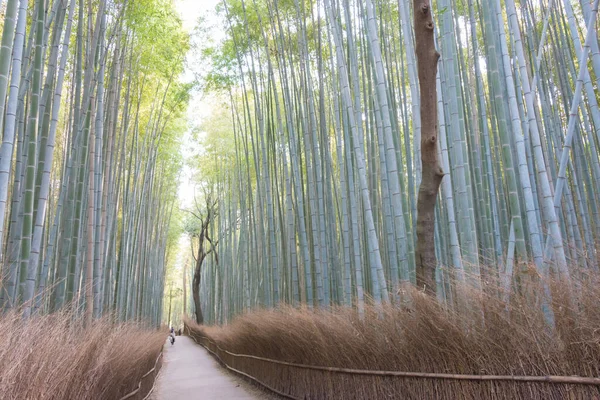 Kjóto Japonsko Bambusová Lesní Stezka Čikurin Komiči Známé Turistické Místo — Stock fotografie